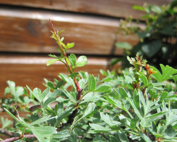 flowering spur bonsai